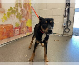 Mutt Dogs for adoption in San Bernardino, CA, USA