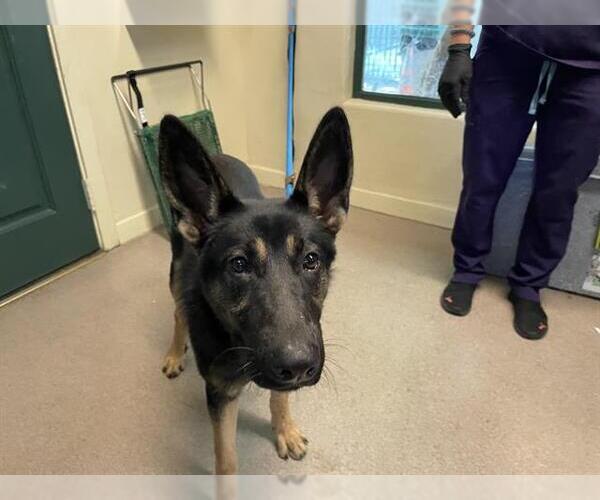 Medium Photo #1 German Shepherd Dog Puppy For Sale in Pasadena, CA, USA