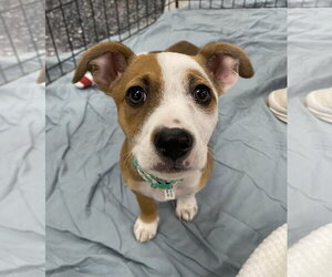 Mutt Dogs for adoption in Davis, CA, USA