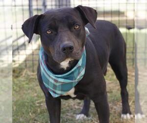 Labrador Retriever-Unknown Mix Dogs for adoption in San Antonio, TX, USA