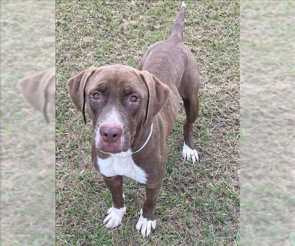 Medium Photo #2 Labrador Retriever-Unknown Mix Puppy For Sale in Conroe, TX, USA