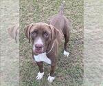 Small #1 Labrador Retriever Mix