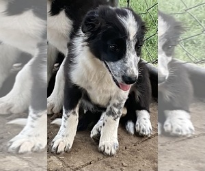 Border Collie Puppy for sale in OTTUMWA, IA, USA