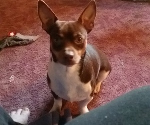 Father of the Rat-Cha puppies born on 11/20/2023
