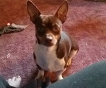 Small Photo #1 Rat-Cha Puppy For Sale in LOST SPRINGS, KS, USA