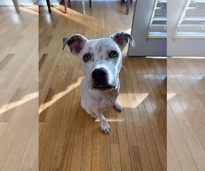 Mutt Dogs for adoption in Greenville, SC, USA