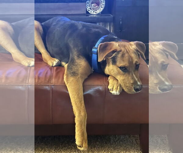 Medium Photo #2 German Shepherd Dog-Unknown Mix Puppy For Sale in Chandler, AZ, USA