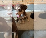 Small Photo #1 Labrador Retriever-Siberian Husky Mix Puppy For Sale in MEM, TN, USA