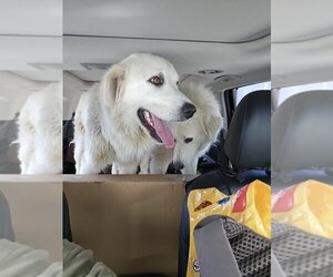 Great Pyrenees-Unknown Mix Dogs for adoption in Pacifica, CA, USA