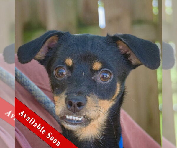 Medium Photo #1 Dachshund-Italian Greyhound Mix Puppy For Sale in Huntley, IL, USA