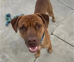 PINOCCHIO - Male Labrador Retriever-Unknown Mix Dog for Adoption - Photo #2