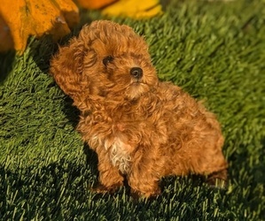 Cavapoo-Poodle (Toy) Mix Puppy for sale in GOSHEN, IN, USA