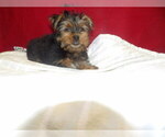Small #1 Yorkshire Terrier