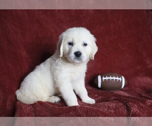 English Cream Golden Retriever Puppy for sale in FREDERICKSBG, OH, USA