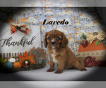 Small #16 Cavalier King Charles Spaniel