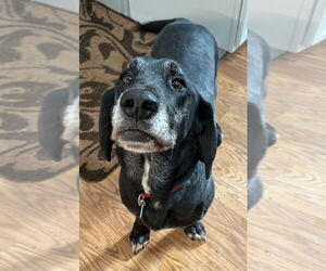 Bassetdor Dogs for adoption in Clarkston, MI, USA