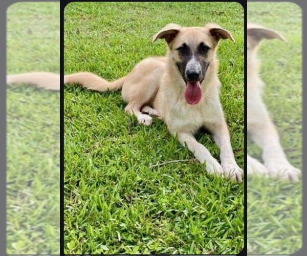 Medium Photo #1 Anatolian Shepherd-German Shepherd Dog Mix Puppy For Sale in Winston Salem, NC, USA
