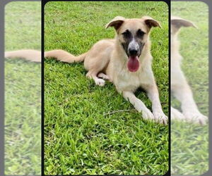 Anatolian Shepherd-German Shepherd Dog Mix Dogs for adoption in Winston Salem, NC, USA