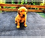 Small #3 Golden Retriever