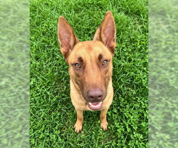 Medium Photo #1 German Shepherd Dog-Unknown Mix Puppy For Sale in Texas City, TX, USA