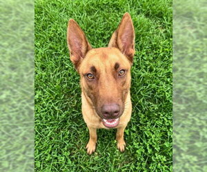 German Shepherd Dog-Unknown Mix Dogs for adoption in Texas City, TX, USA