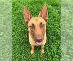 Small German Shepherd Dog Mix