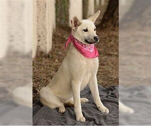 Paisley - Female German Shepherd Dog Dog for Adoption - Photo #3