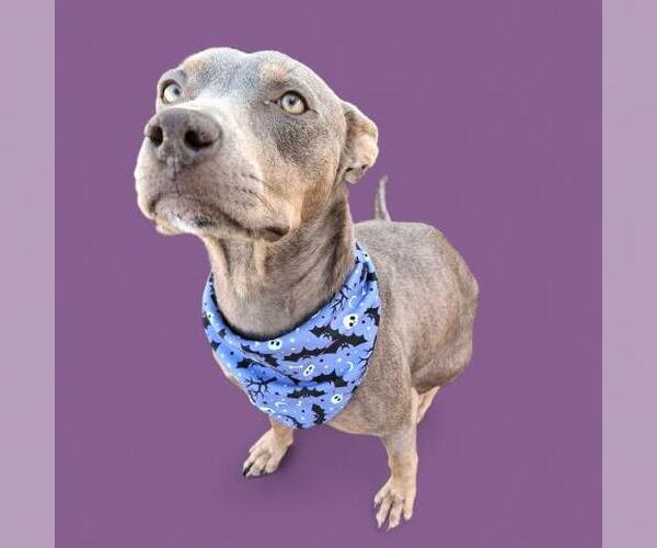 Medium Photo #1 American Pit Bull Terrier-Unknown Mix Puppy For Sale in Bakersfield, CA, USA