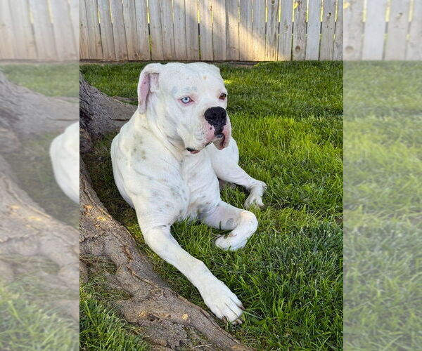 Medium Photo #3 Boxer Puppy For Sale in Austin, TX, USA