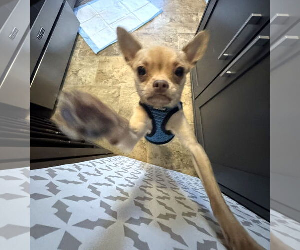 Medium Photo #2 Chihuahua-Unknown Mix Puppy For Sale in Westmont, IL, USA