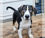 Small #4 Catahoula Leopard Dog Mix