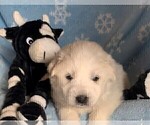 Small Photo #3 Great Pyrenees Puppy For Sale in MOUNT AIRY, NC, USA