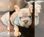 Small Photo #2 French Bulldog Puppy For Sale in TRENTON, TX, USA