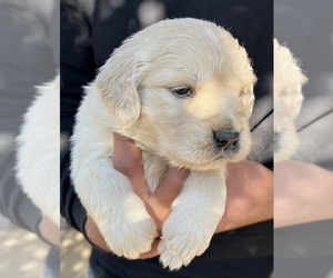 English Cream Golden Retriever Puppy for sale in SAN BERNARDINO, CA, USA