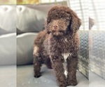 Small Photo #1 Maltipoo Puppy For Sale in BALDWIN PARK, CA, USA