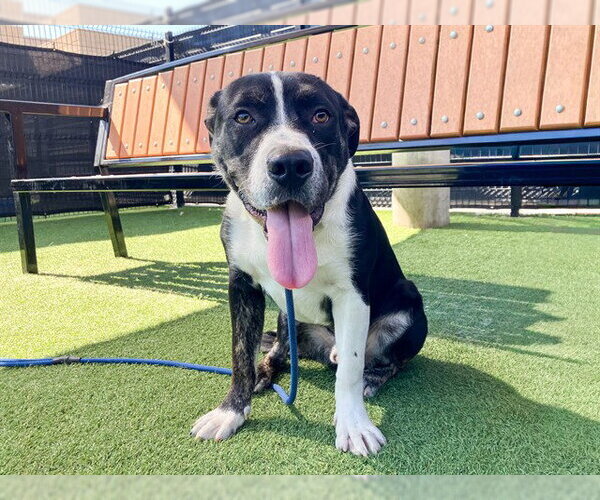 Medium Photo #3 Mastiff-Unknown Mix Puppy For Sale in Orange, CA, USA