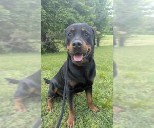 Rottweiler Dogs for adoption in Forestville, MD, USA