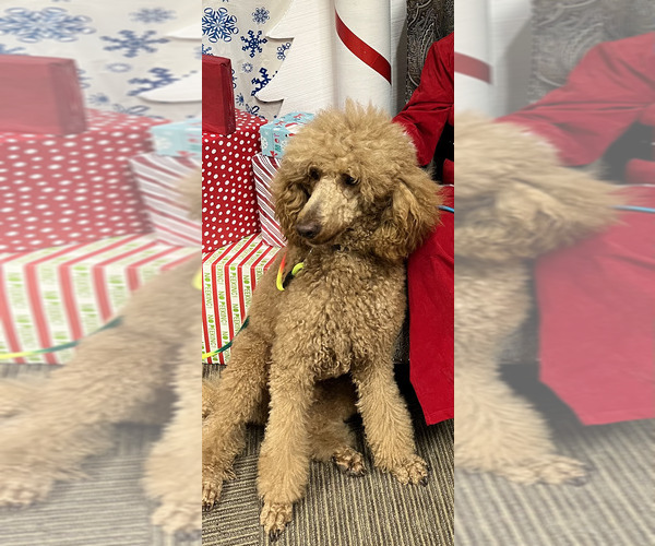 Medium Photo #1 Goldendoodle Puppy For Sale in HARRISONVILLE, MO, USA