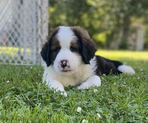 Bernedoodle Puppy for sale in ABSECON, NJ, USA