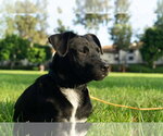 Small #11 Labrador Retriever