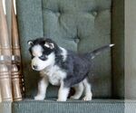 Small #6 Siberian Husky