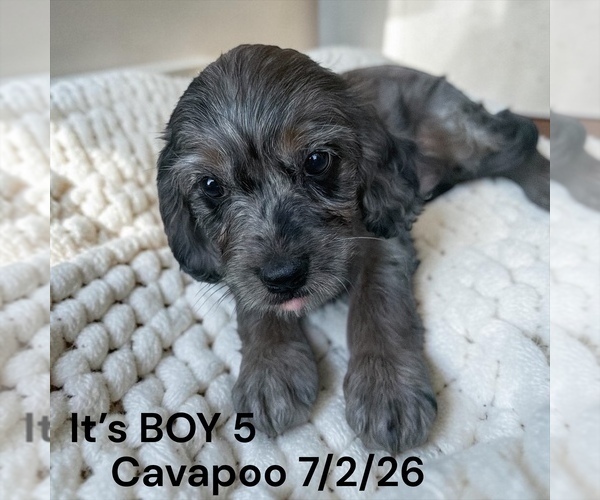 Medium Photo #2 Cavapoo (Miniature) Puppy For Sale in MONTPELIER, OH, USA