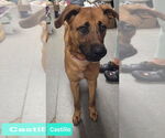 Small #2 Black Mouth Cur Mix