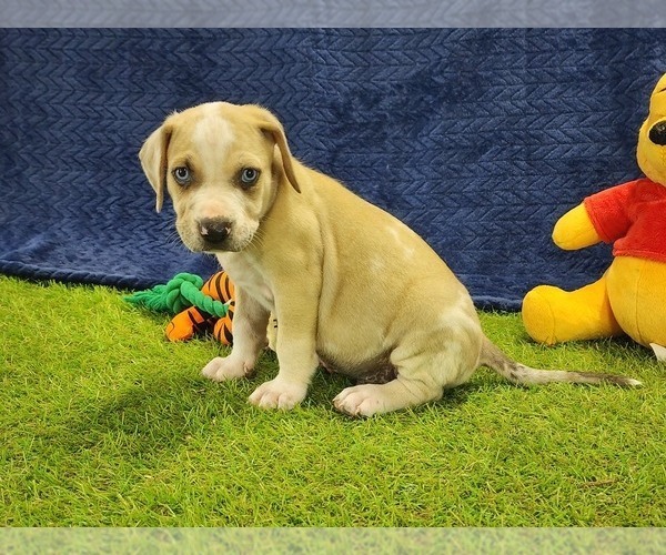 Medium Photo #2 Catahoula Leopard Dog Puppy For Sale in CUMBY, TX, USA