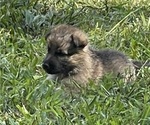 Small Photo #4 German Shepherd Dog Puppy For Sale in RUFFIN, SC, USA