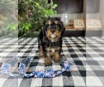 Small Photo #4 Cavapoo Puppy For Sale in GREENWOOD, IN, USA