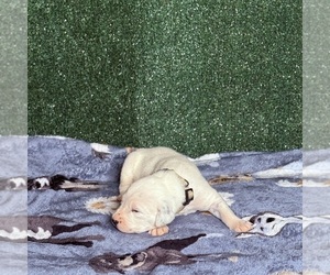 Medium Dalmatian