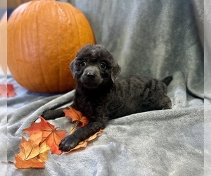 Poodle (Miniature) Puppy for sale in CONWAY, SC, USA