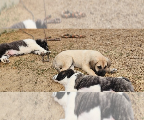 Medium Photo #5 Anatolian Shepherd Puppy For Sale in CUMBY, TX, USA