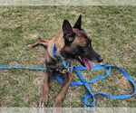 Small #9 Mutt